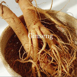 Revive Serum Ginseng + Snail Mucin